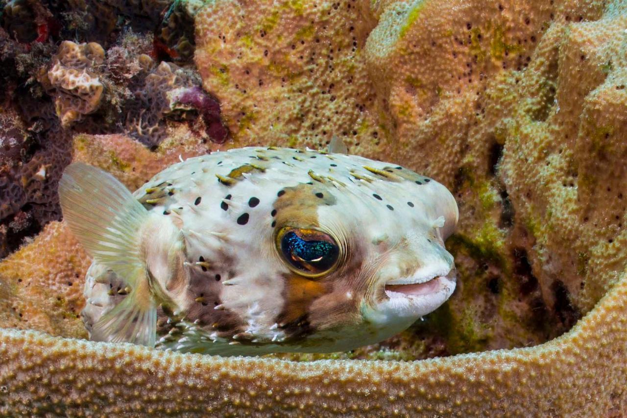 Den Laman - Balloonfish Playa Exterior foto
